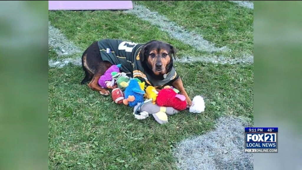 Puppy Bowl