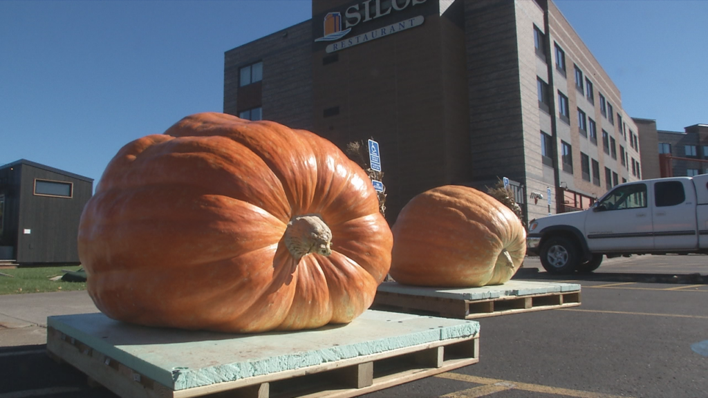 Pier B Pumpkins
