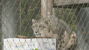 Leopard Pic