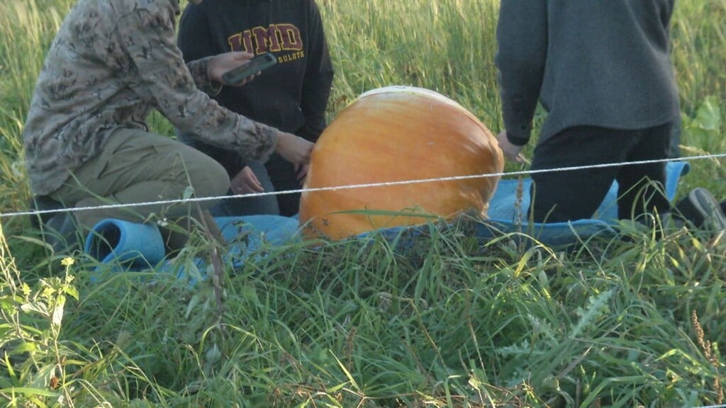 Umd Pumpkins