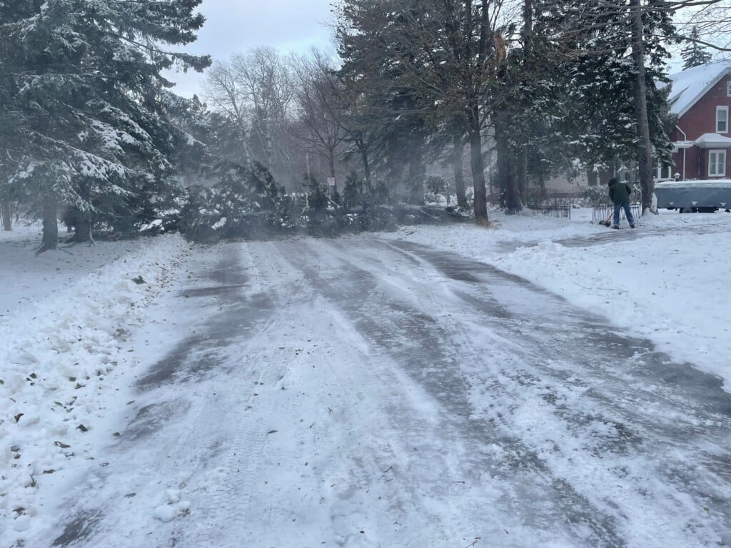 Tree Down In Lakeside