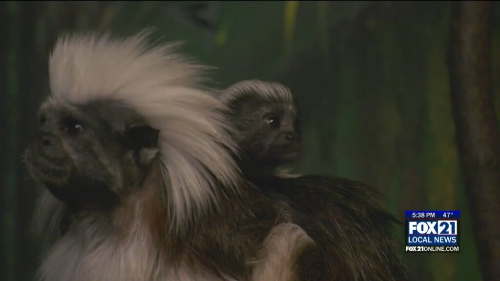 Baby Tamarin