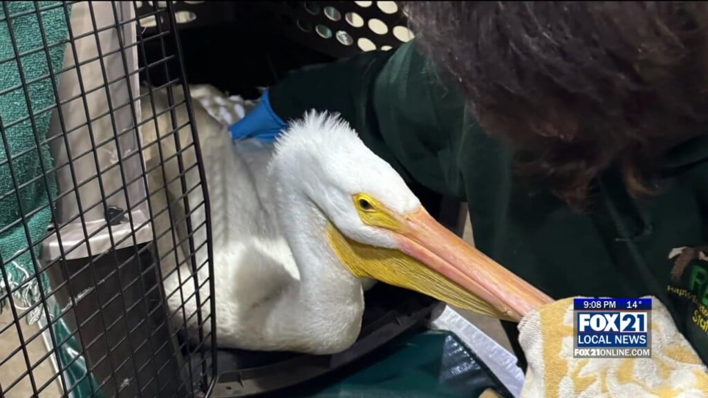 Injured Pelican Highlights The Costs Of Cruelty