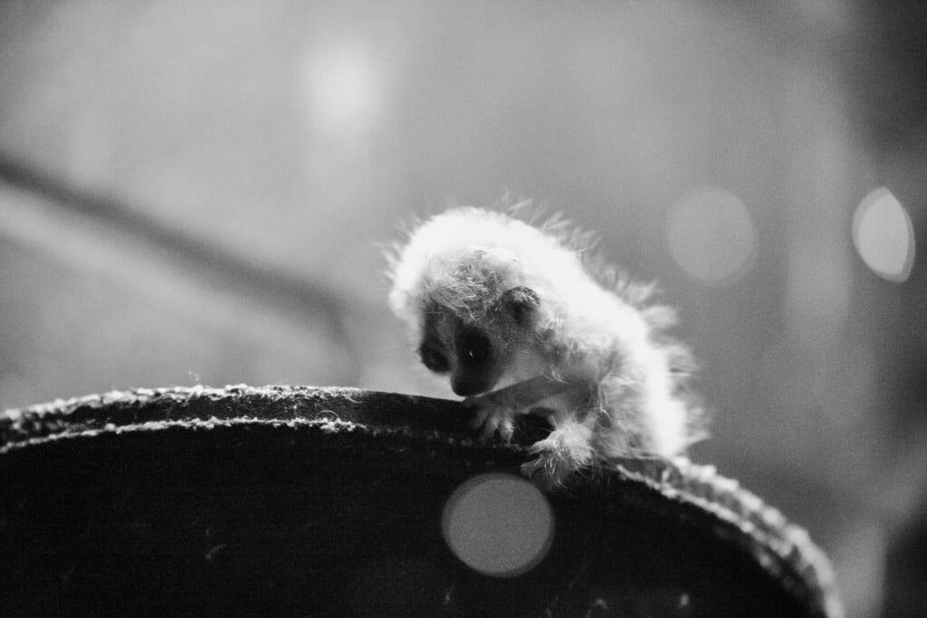 Baby pygmy slow loris