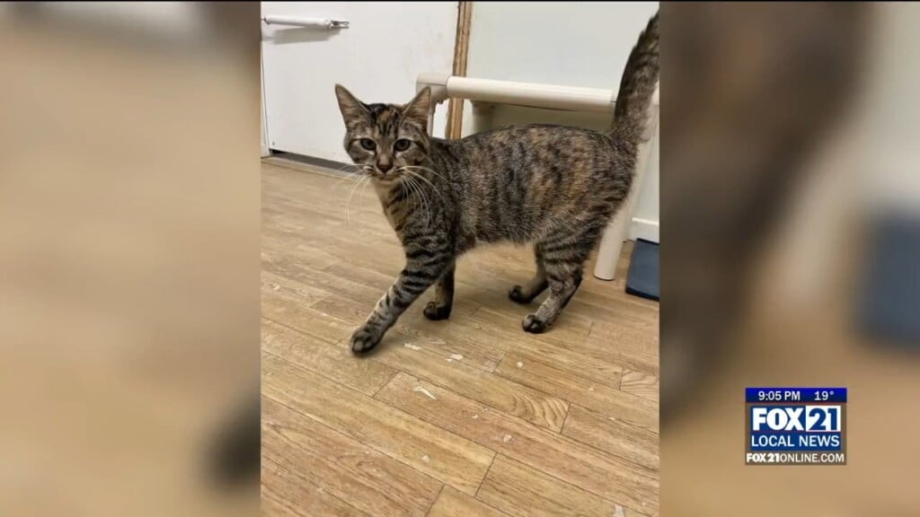 Mesabi Humane Society Halts New Intake Amid Funding Dispute