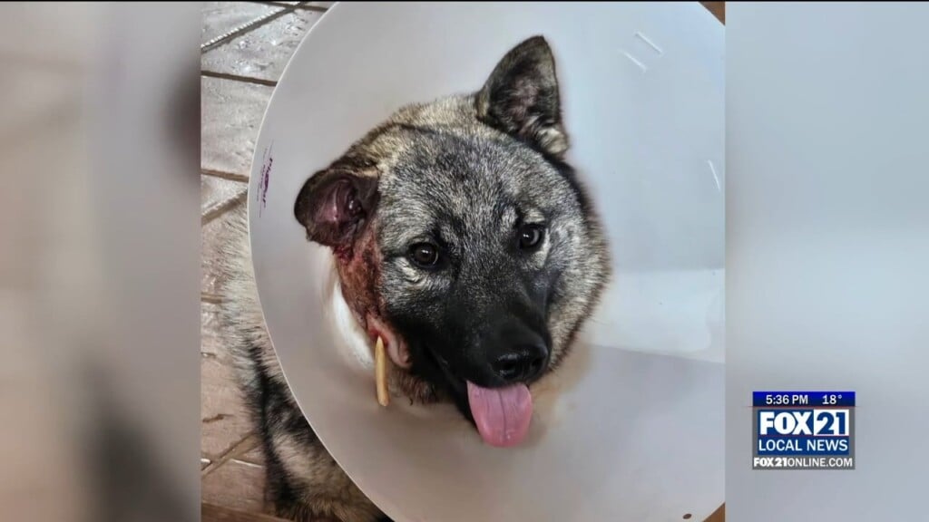 Wildcat Sanctuary Helps Shot Dog