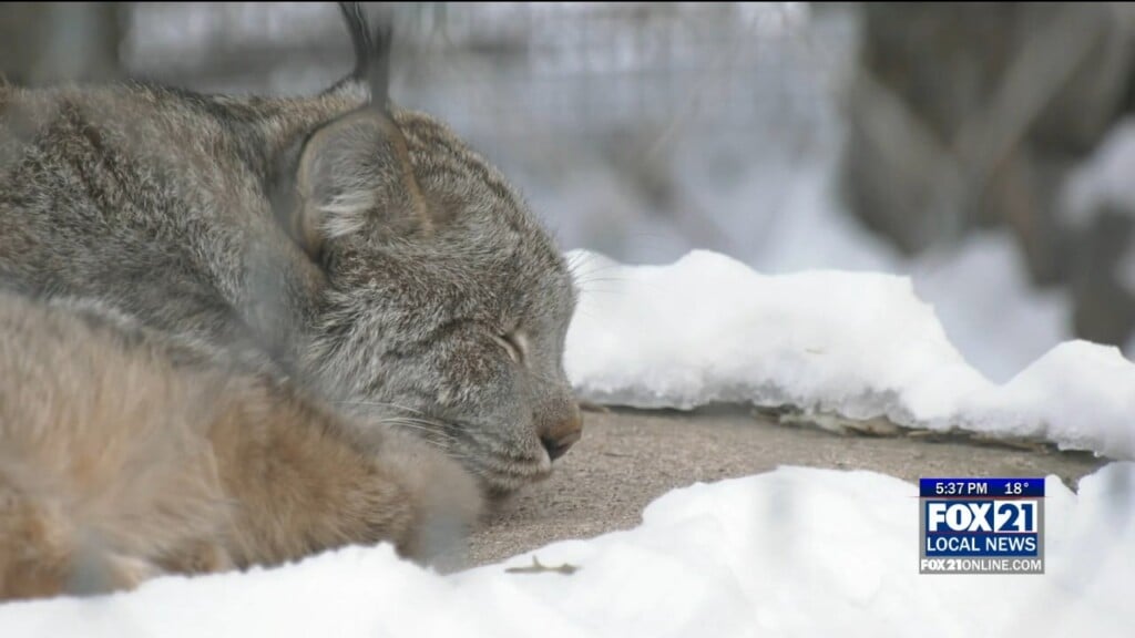Lake Superior Zoo Welcomes In Two Lynx