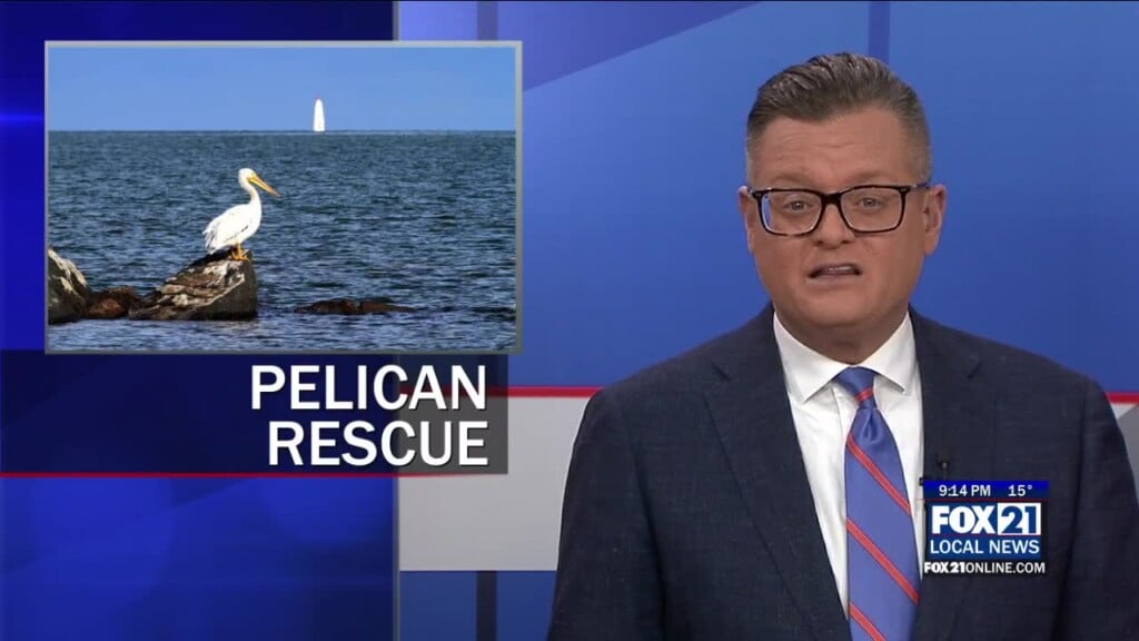 Resident Pelican Rescued In Ashland