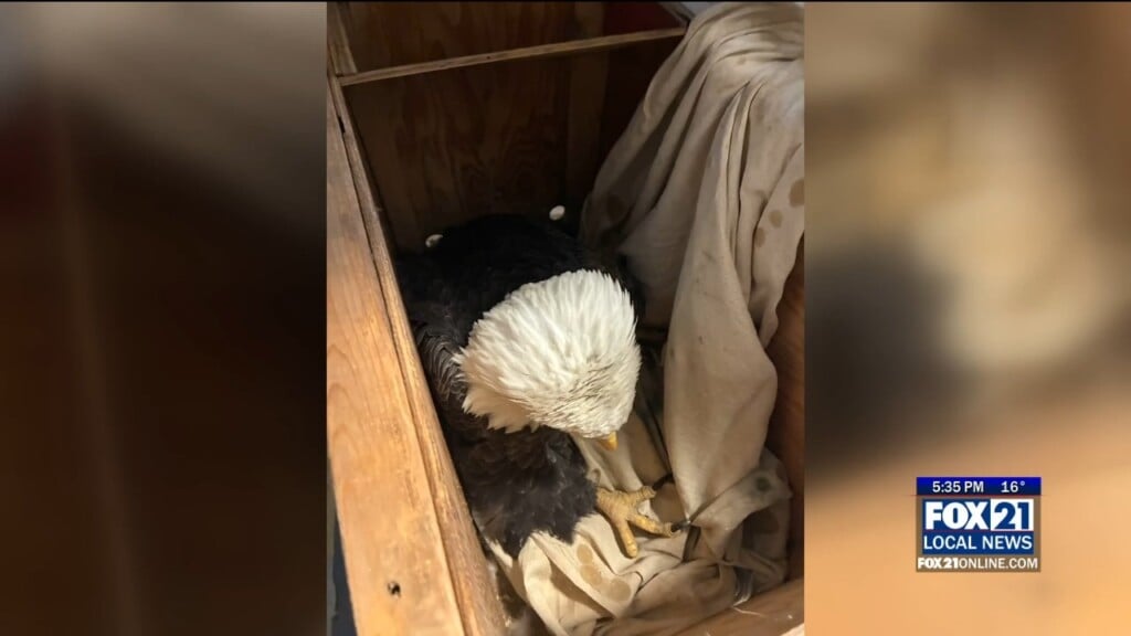 Wildwoods Wildlife Rehabilitation Brings Awareness To Wildlife Lead Poisoning