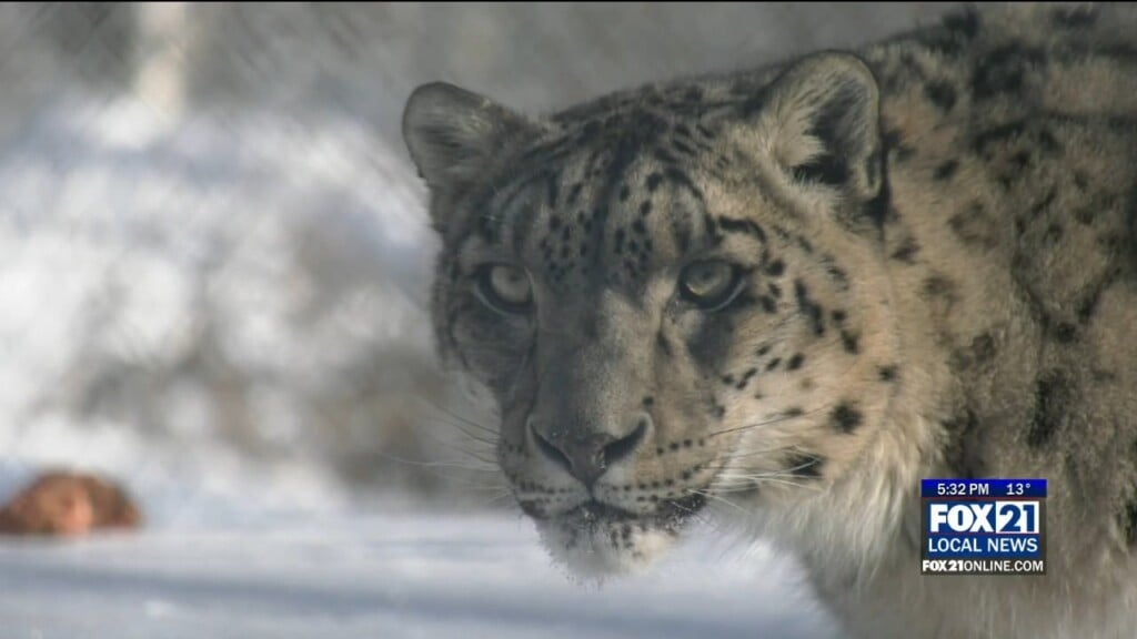 The Wildcat Sanctuary Welcomes Its First Ever Snow Leopard