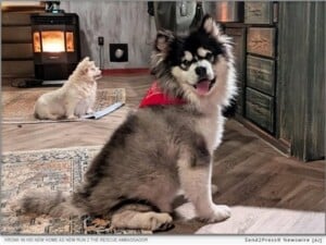 Run 2 The Rescue Featured In People – Major National Spotlight Amplifies Mission To Save Dogs From China’s Dog Meat Trade