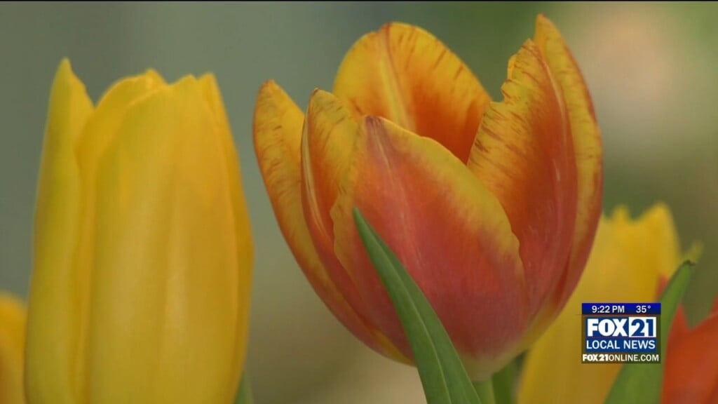 Artistic Florals By Leslie Sees Valentine's Day Rush