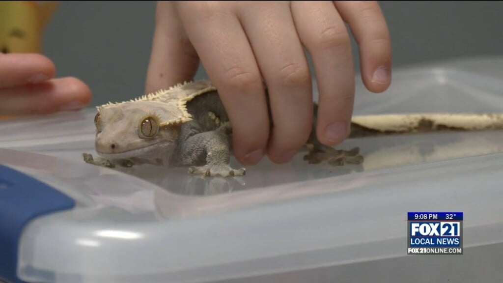 Kids Boost Reading Confidence With Reptile Companions