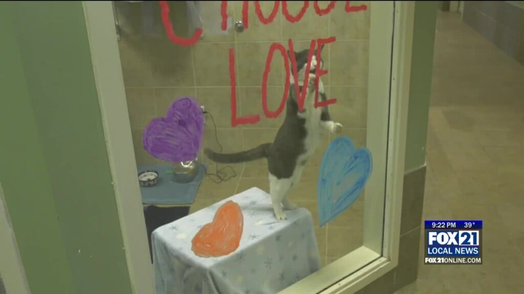 Animal Allies Preps For 'fur Ball 2026' Fundraiser