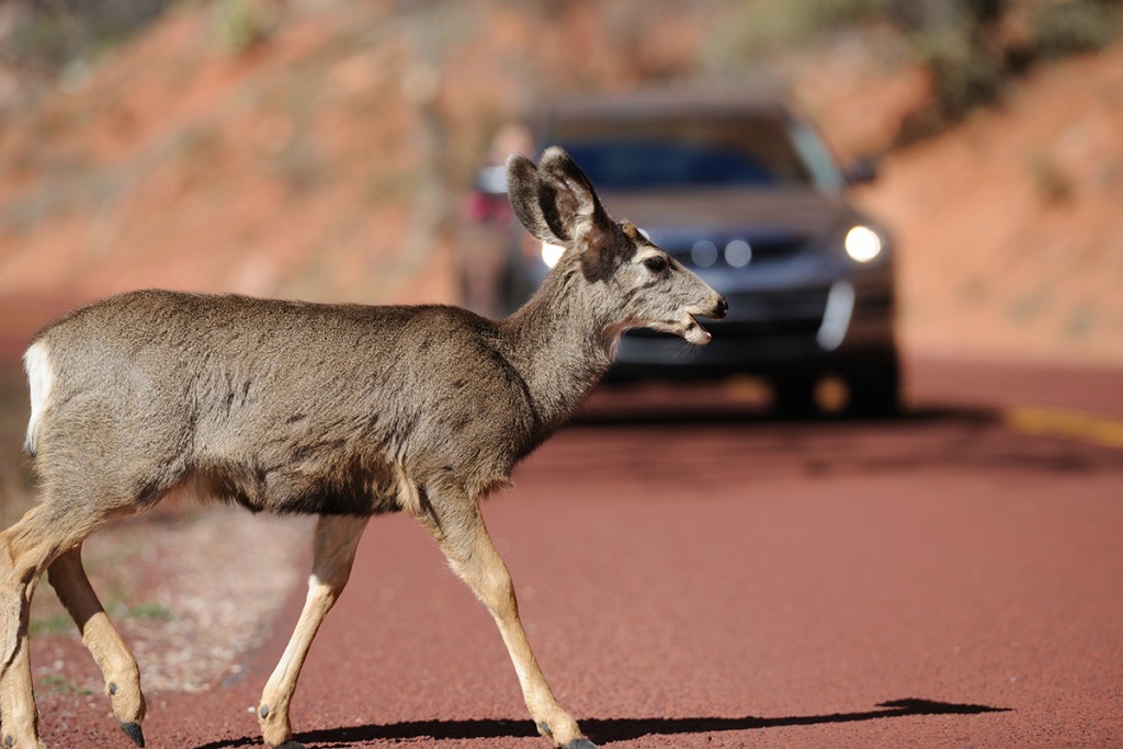 Deer Crossing A Road