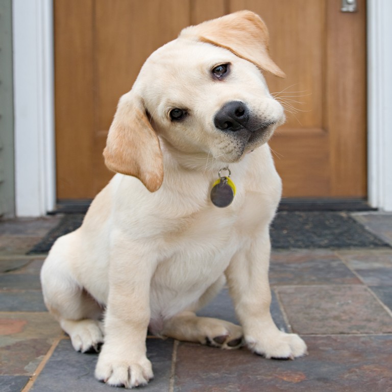 Top 10 Puppy Names - Health & Life Magazine