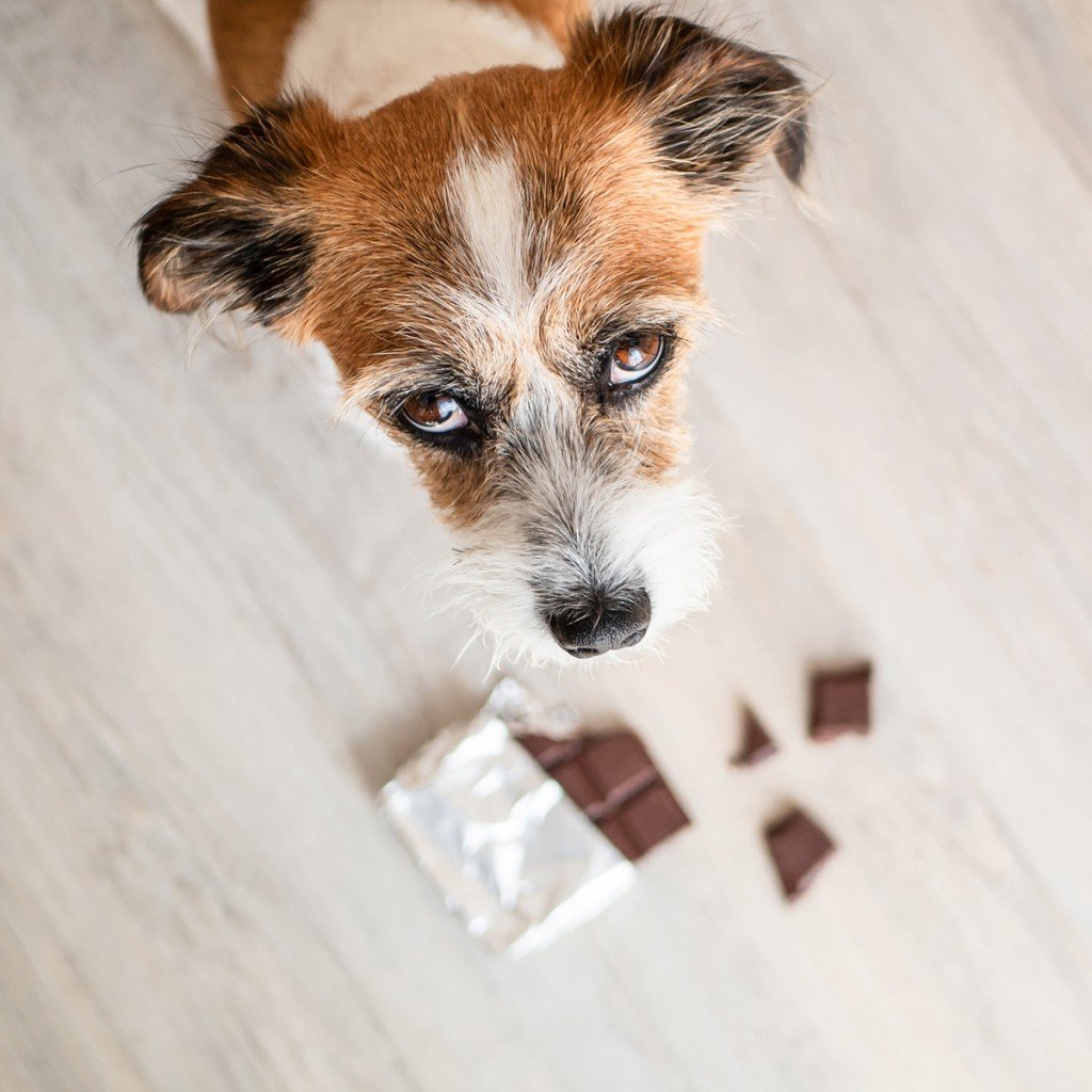 Little Mongrel Dog With Chocolate