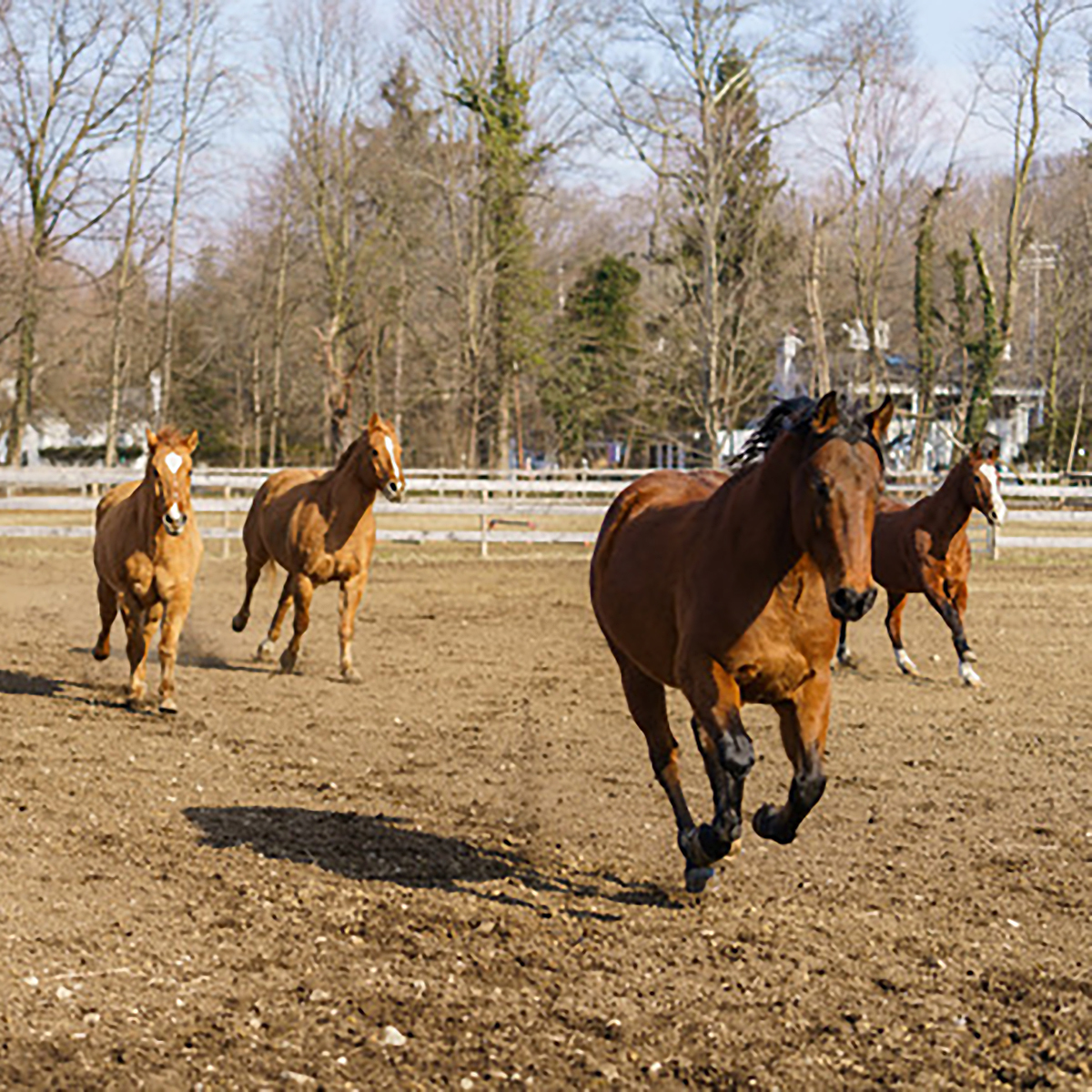 6 Riding Centers to Visit Health & Life Magazine
