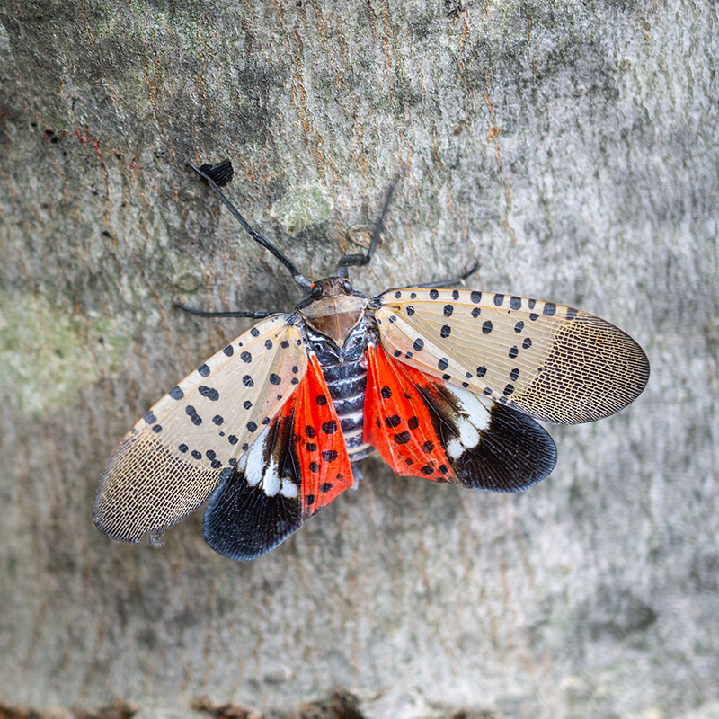 Spotted Lanternfly On Maple Tree
