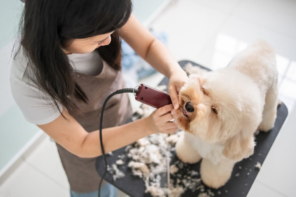 Asian Chinese Female Pet Groomer With Apron Grooming A Brown Color Toy Poodle Dog
