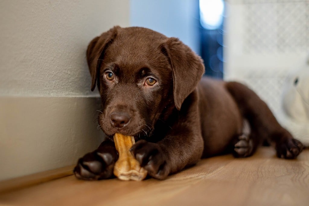 Chocolate Labrador Puppy Lying And Chewing A Dog Bone