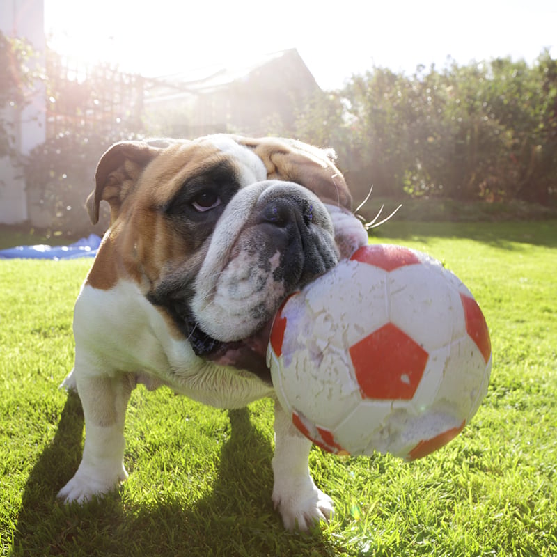 Bulldog In Garden With Large Ball