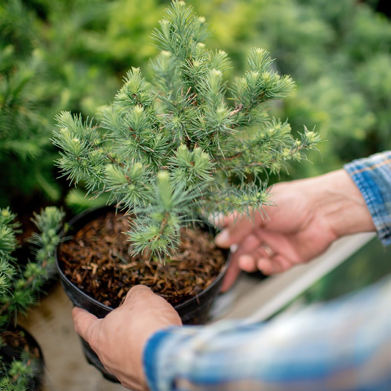Man Buying Trees At A Garden Store In Springtime