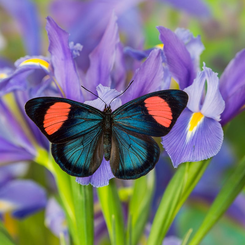 Tropical Butterfly On Blue Iris