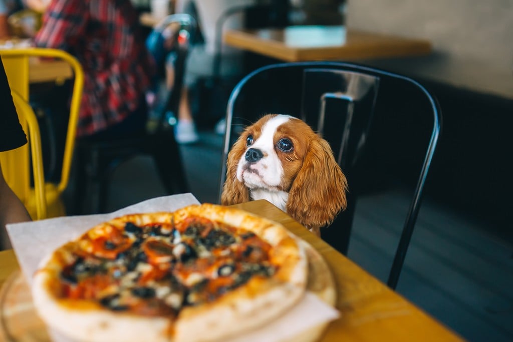 Dog At The Table With Pizza. Puppy Cavalier King Charles Spaniel In The Cafe.