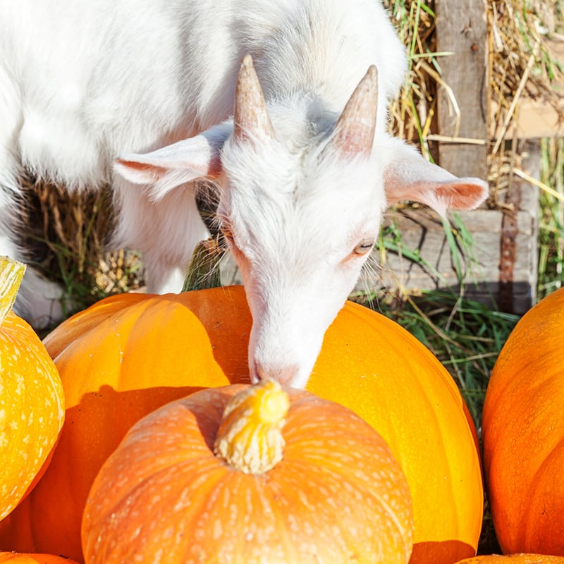 Goat Sniffing Pumpkin On On Organic Natural Eco Animal Farm In Autumn Fall Season. Change Of Seasons, Ripe Organic Food Concept. Halloween Party Thanksgiving Day