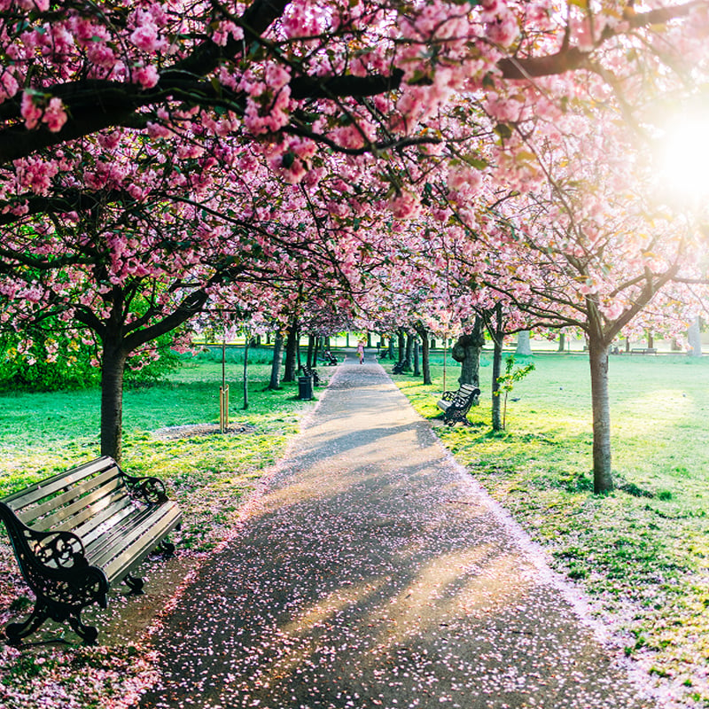 Cherry Blossom In Greenwich Park, London Stock Photo