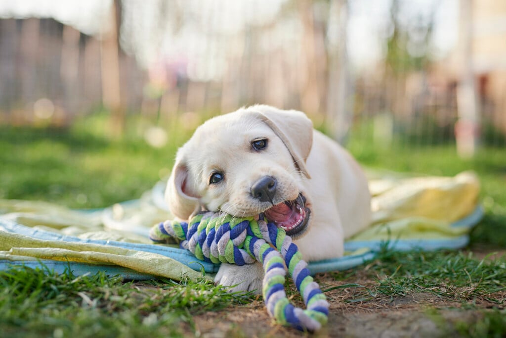 Treat Your Pets In Bergen County On National Pet Day Health & Life