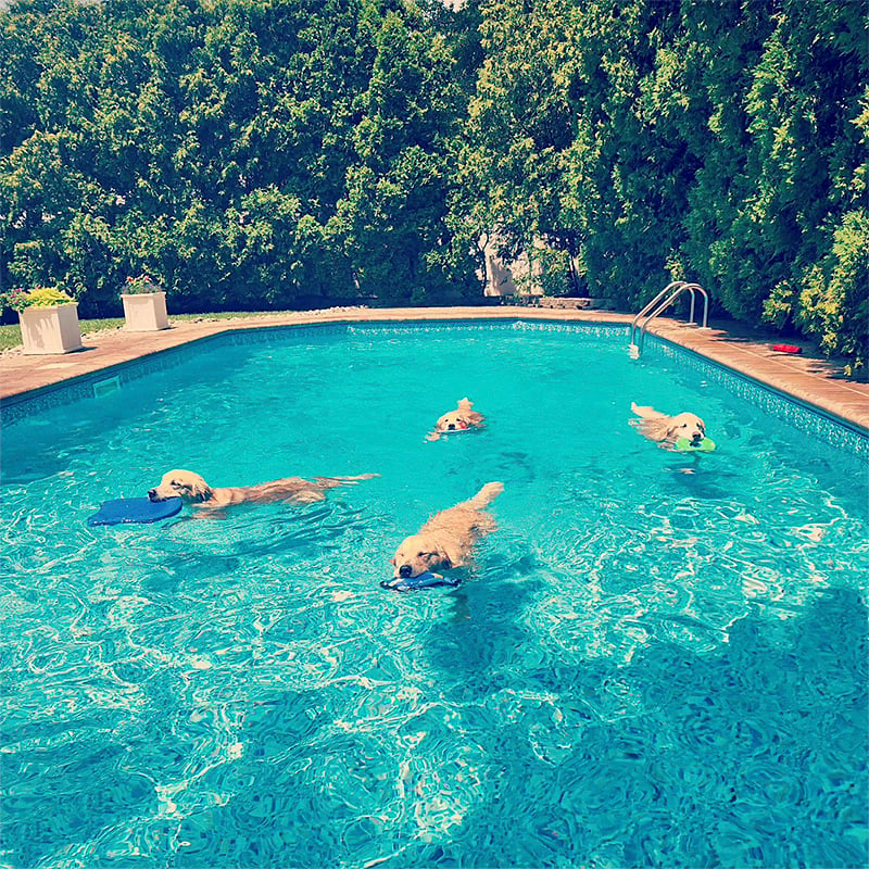 3 Puppy Pool Party