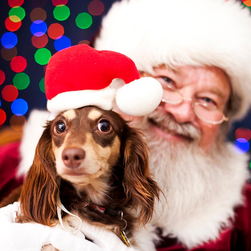6 Spots To Take Pet Photos With Santa Health & Life Magazine