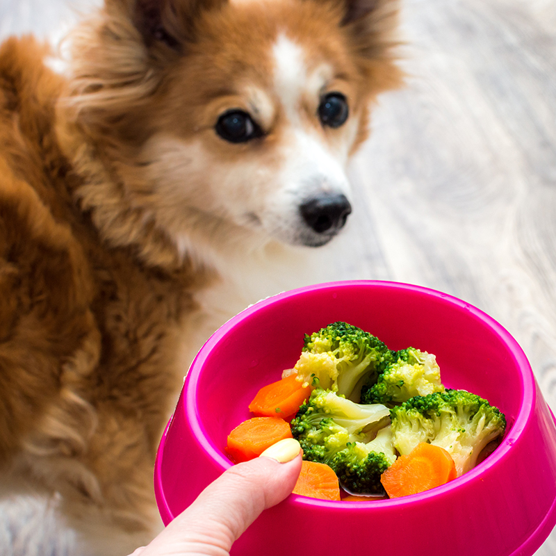 4 Pet Holiday Meals