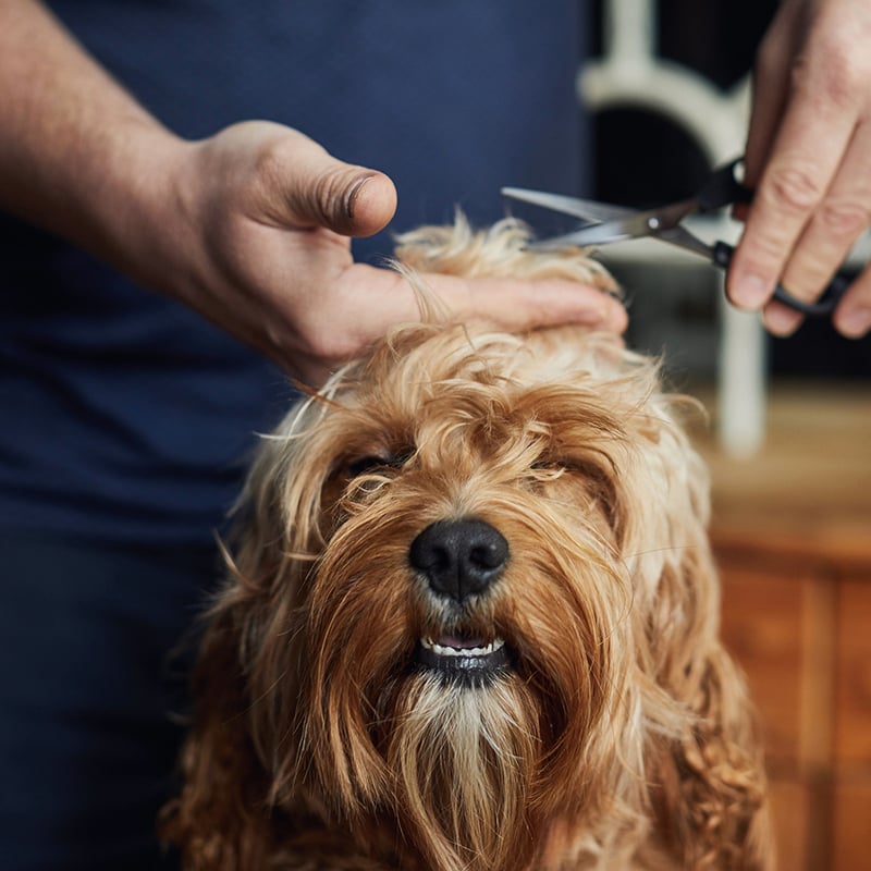 4 Pamper Pup