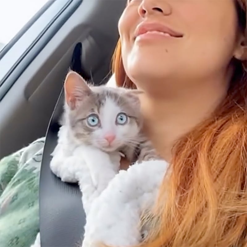 Kitty-co-pilot