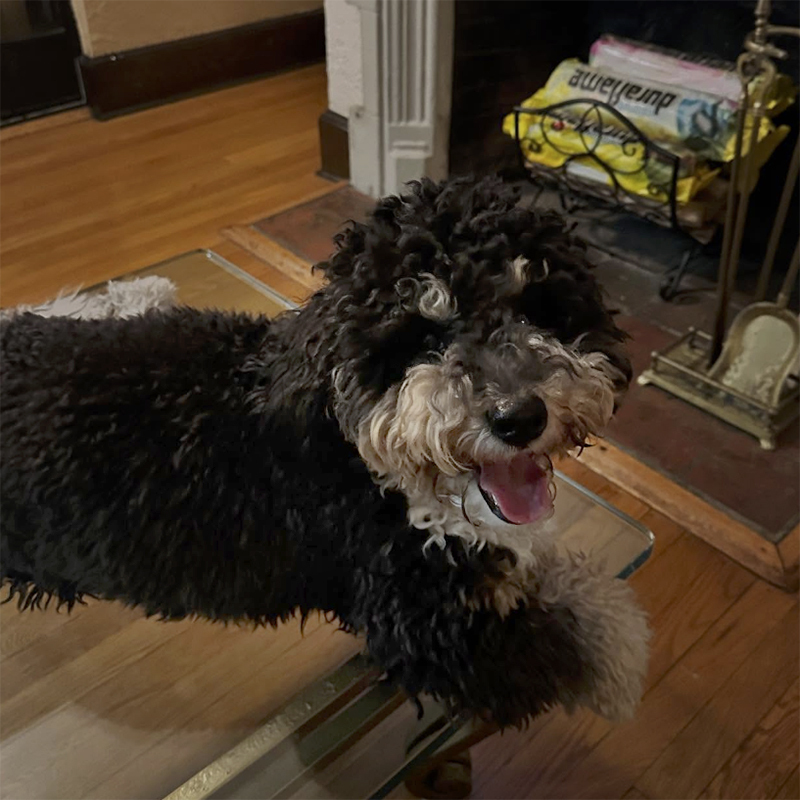 3 Fluffy High Five V2