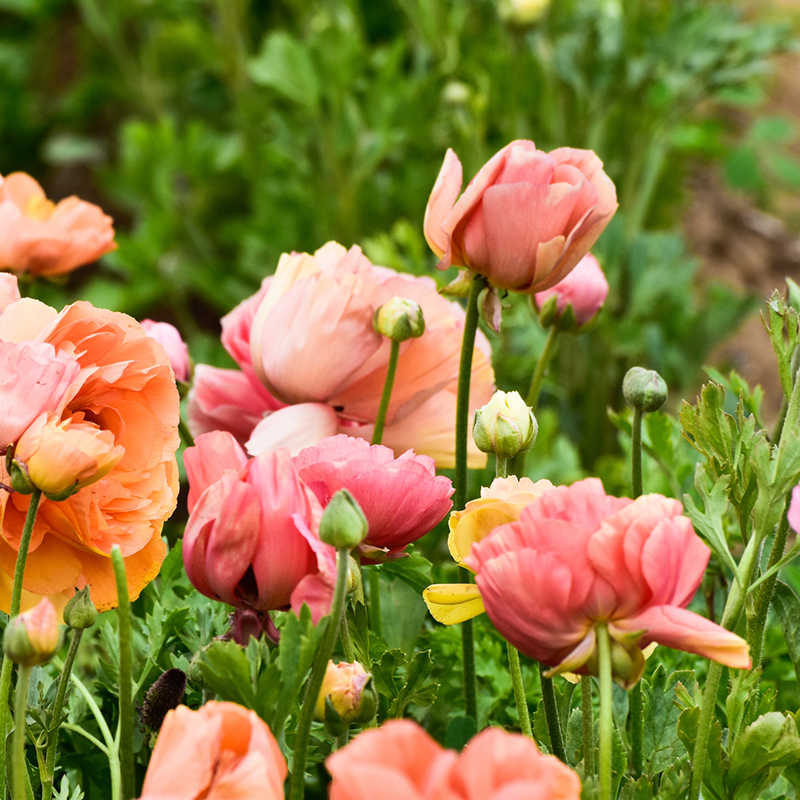 2 Spring Plants