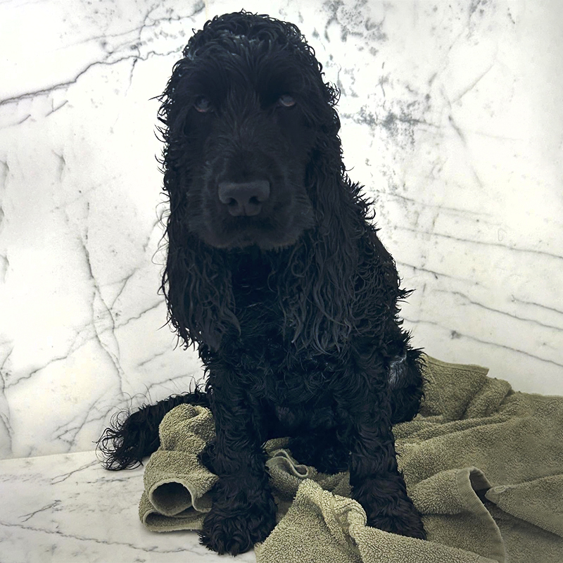 3 Pup In Tub V2