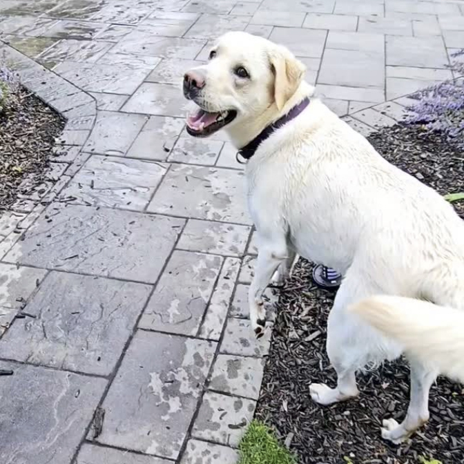 White Labrador dog walking on a pathed path