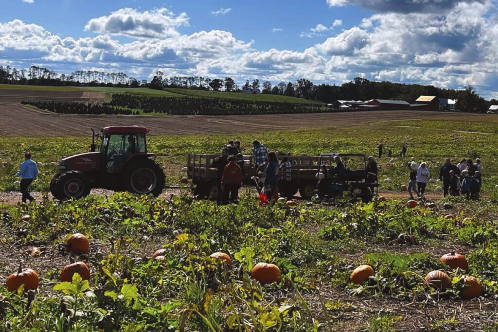 Photograph of a tractor in a pumpkin field hitched to a large wagon. Several people are standing around the wagon.