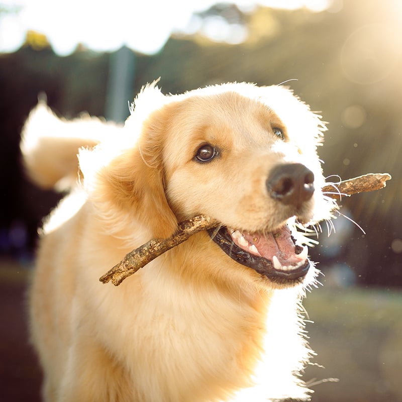 7 Dog Parks For You And Your Best Friend