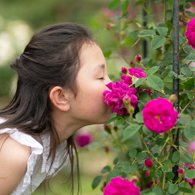 Image of a child smelling bright pink roses