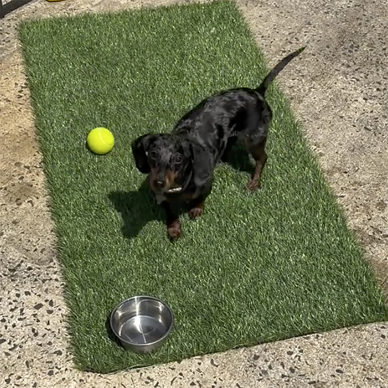 Photo of a dog next to a tennis ball