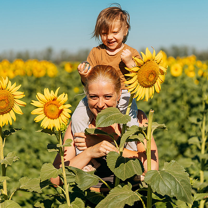 Mother Carrying Her Child On Shoulders In Sunflower Field