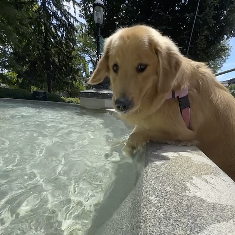 3 Dipping Her Paws Web