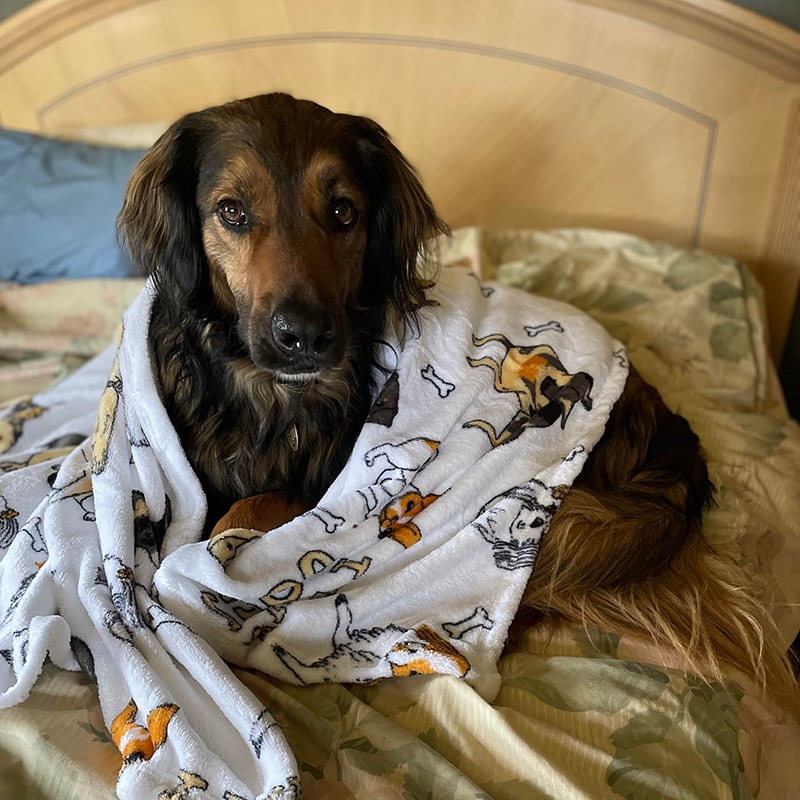 Furever Home