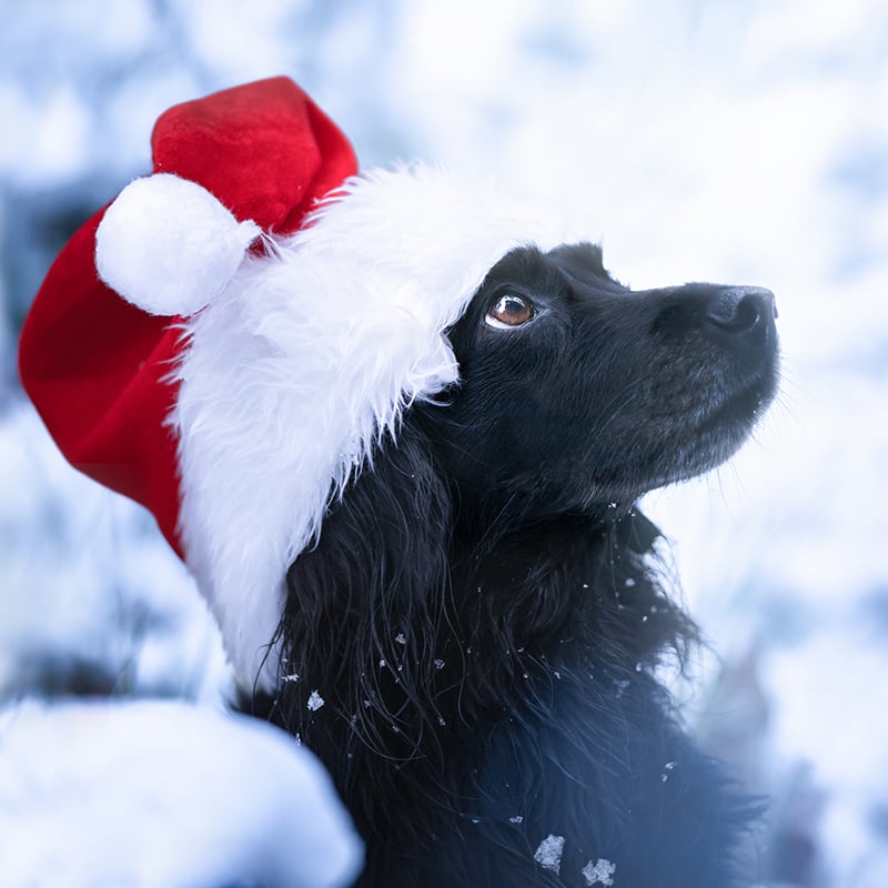 2 Furry Friends Safe