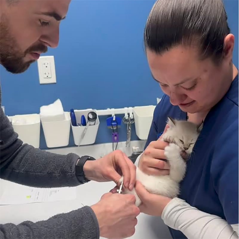 Purr Fectly Brave Web